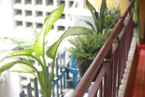 a row of plants sitting on a railing at Lagom studio 18 - đẹp và yên bình, kế bên dinh độc lâp, nhà thờ Đức Bà, đường Nguyễn Du, phường Bến Nghé, Quận 1 in Ho Chi Minh City