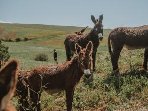 a group of donkeys standing in a field at Antico Feudo San Giorgio in Polizzi Generosa