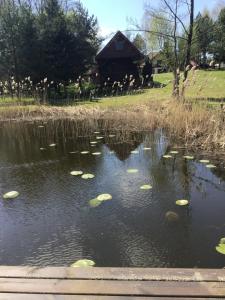 a pond with leaves in the water with a house in the background at Agroturystyka Giże - domek letni in Ełk