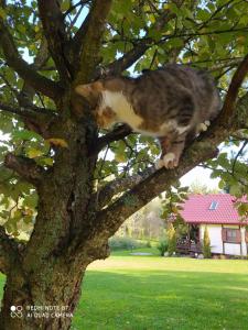 a cat sitting on the branch of a tree at Agroturystyka Giże - domek letni in Ełk