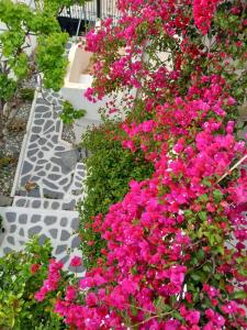 a bunch of pink flowers on a wall at Studio in Poros in Poros