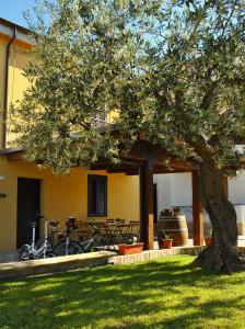 een boom in een tuin naast een gebouw met fietsen bij A casa dei nonni B&B in Vasto