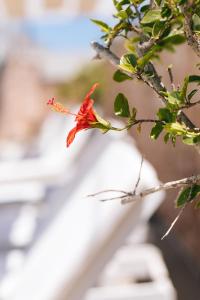 Fotografie z fotogalerie ubytování ILIADA-ODYSSEAS RESORT v destinaci Perivolos