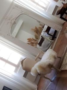 un chien blanc assis sur une chaise dans une pièce dans l'établissement La maison perchee, à Aigues-Mortes