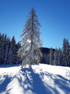 Wohnung in Kärnten Nähe Millstättersee v zimě + 37 fotografií
