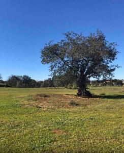 a tree sitting in the middle of a field at Quinta chalet in Alcantarilha