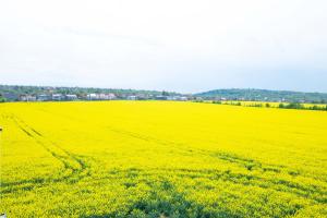 Příroda nedaleko apartmánu + 5 fotografií
