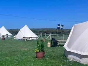 a group of tents in a field with a potted plant at Dollys Den bell tent in St. Just