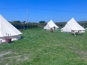 a group of white tents in a field at Dollys Den bell tent in St. Just
