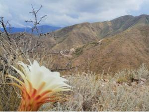 a view of a mountain with a flower in the foreground at Mendoza San Isidro Cabaña in Mendoza