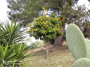 A garden outside DIMORA IL CAMALEONTE apartments in nature with pool