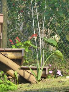 a plant in a wooden box next to a fence at Alto da Villa in Ouro Preto