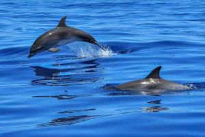 een groep dolfijnen die in het water zwemmen bij Beachy Daze-Waterfront - WIFI - Heated Pool in Tampa