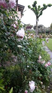 a bush of pink roses next to a house at Poggio La Grognola in Cannara