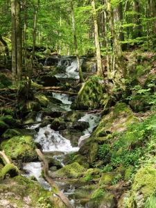 a stream in the middle of a forest at Ferien vom Ich, Bayerischer Wald, Hotel & Restaurant in Neukirchen