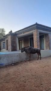 a statue of a zebra standing in front of a building at Nanisto Bush Lodge in Marloth Park