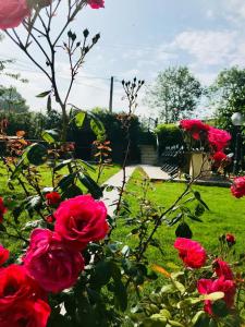 a group of red roses in a garden at Les gites de la maison lierue in Thiron-Gardais