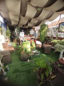 a room filled with lots of plants and chairs at 717 Pizarro guesthouse in Trujillo