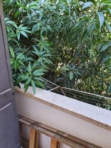 a balcony with a bunch of green plants at 2 bedroom apartment in batiya makov in Rechovot