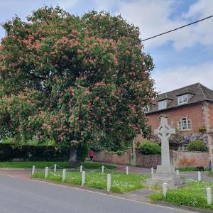 a tree with pink flowers in front of a house at Priory Cottage in Westbury