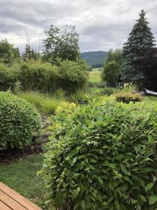 un jardin avec de nombreux buissons verts et un banc dans l'établissement Ferienhaus Hoher Meißner, à Germerode