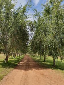 a dirt road with trees on either side at Preston Valley Country Cabin in Lowden