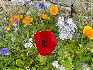 a red poppy in a field of flowers at Oranuisce Thatch Cottage Ballyvaughan in Ballyvaughan