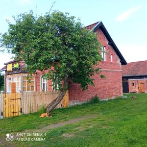 un chien pondant dans l'herbe à côté d'un arbre dans l'établissement Zofiówka, à Stare Jabłonki