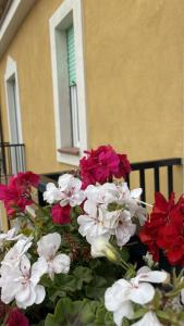 un montón de flores rojas y blancas delante de un edificio en Sunrise B&B Le castella, en Le Castella