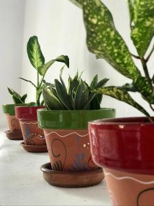 a group of potted plants sitting on a table at Atelier 88 in Alcalá la Real