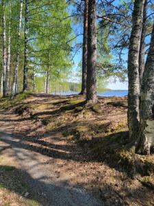 a path through a forest with trees and the water at Sunny apartment next to a beautiful lake in the forest in Imatra