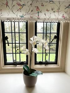 a plant in a vase sitting in front of a window at Parsonage House, Badminton in Great Badminton