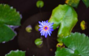 Ein Garten an der Unterkunft Leeloo Paradise