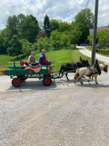 two people in a horse drawn wagon being pulled by two donkeys at Villa Stone in Rakovica
