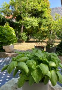 Zahrada ubytování Holiday home with private garden 1200 m2