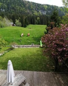 einen Hinterhof mit zwei Tieren, die auf einem Feld weiden in der Unterkunft Le grand duc in Mijoux