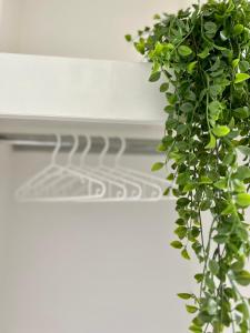 eine grüne Pflanze, die von einer weißen Decke hängt in der Unterkunft Wanderlust Petrisberg - Studio 54 in Trier