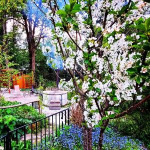 a tree with white flowers in a garden at Sacred Pilgrimage Studio in Metchosin