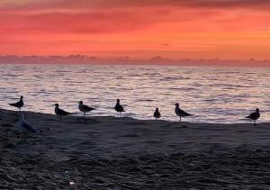 a group of birds standing on the beach at sunset at North Ocean city newly Remodeled in Ocean City