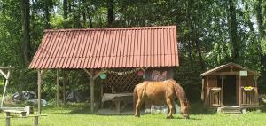 un caballo pastando en la hierba junto a un pequeño establo en Kurnik Polski agroturystyka, en Tykocin