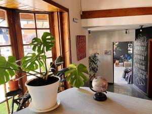 聖馬丁德洛斯安第斯的住宿－Bike Hostel，坐在桌子上的一个植物
