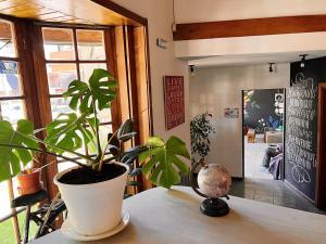 a plant sitting on top of a table at Bike Hostel in San Martín de los Andes