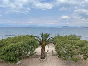 a palm tree on the beach near the water at Finikas in Iria