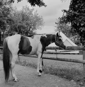 ein braun-weißes Pferd steht neben einem Zaun in der Unterkunft Écuries de Laramière in Laramière