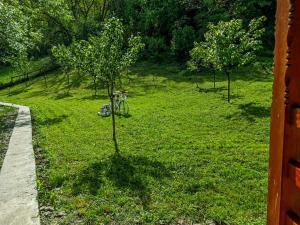 un arbre dans un champ avec un vélo dans l'herbe dans l'établissement Camping Ciungani, à Ciungani