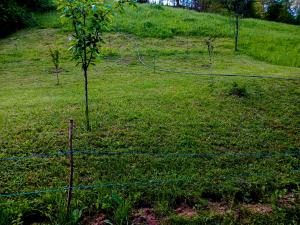a fence with a tree in the middle of a field at Camping Ciungani in Ciungani +8 photos