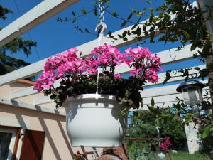una maceta de flores colgantes con flores rosas en ella en Apartments Anica, en Rovinj