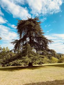 a large tree in the middle of a field at Maison restaurée avec piscine in La Sauvetat-sur-Lède