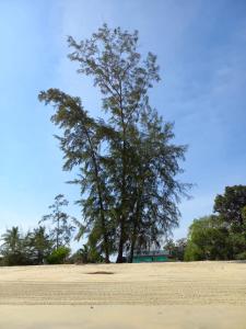 a tree in the middle of a sandy field at Ruma in Cherating +5 photos