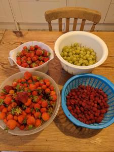 four bowls of strawberries and grapes on a table at Black Isle Bed and Breakfast in Avoch